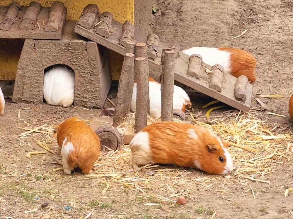 【台南景點】頑皮世界野生動物園(優惠門票)水豚君、水樂園~親子好去處 - yuki.tw