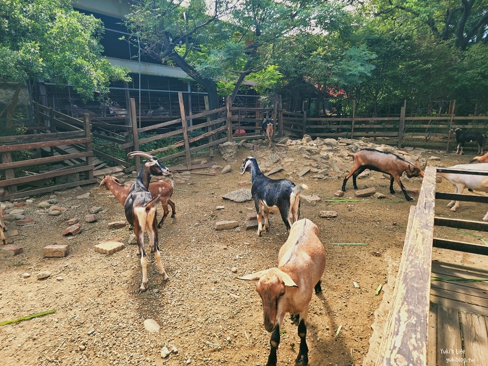 羊世界牧場》假日好去處小型動物園，桃園中壢親子景點 - yuki.tw