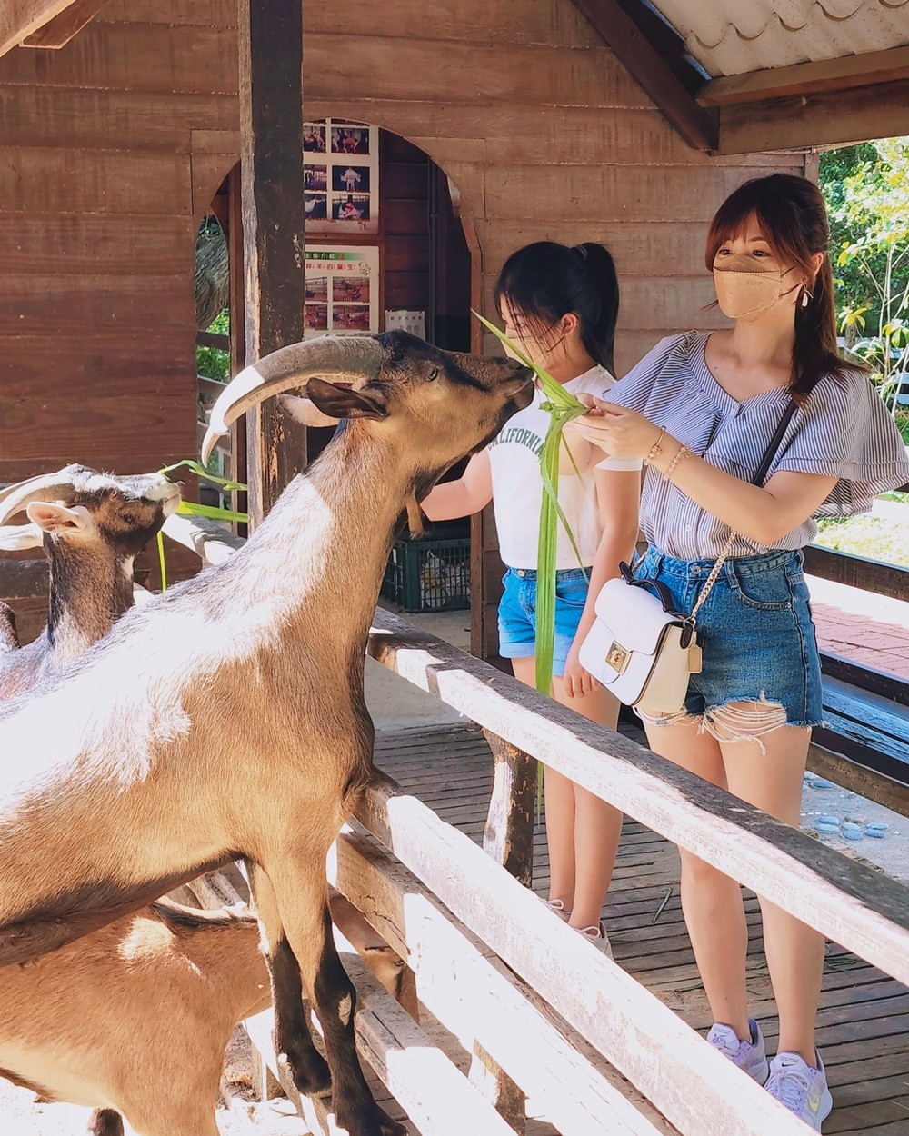 羊世界牧場》假日好去處小型動物園，桃園中壢親子景點 - yuki.tw