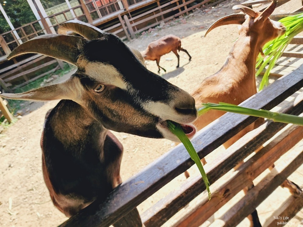 羊世界牧場》假日好去處小型動物園，桃園中壢親子景點 - yuki.tw