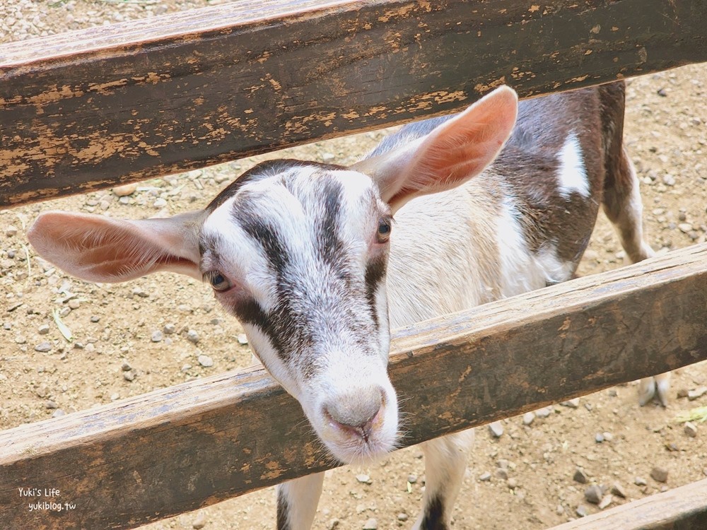 羊世界牧場》假日好去處小型動物園，桃園中壢親子景點 - yuki.tw