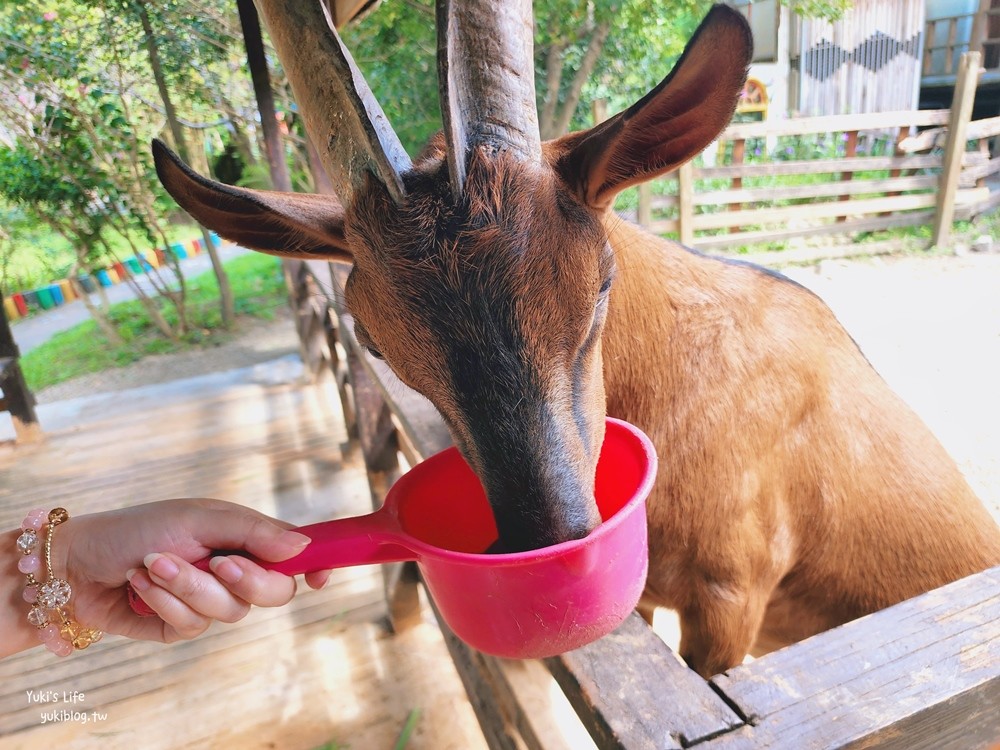 羊世界牧場》假日好去處小型動物園，桃園中壢親子景點 - yuki.tw