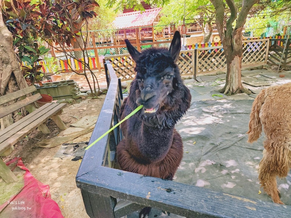 羊世界牧場》假日好去處小型動物園，桃園中壢親子景點 - yuki.tw