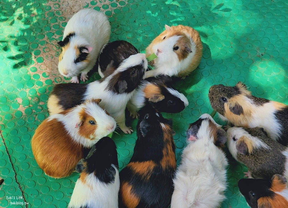 羊世界牧場》假日好去處小型動物園，桃園中壢親子景點 - yuki.tw