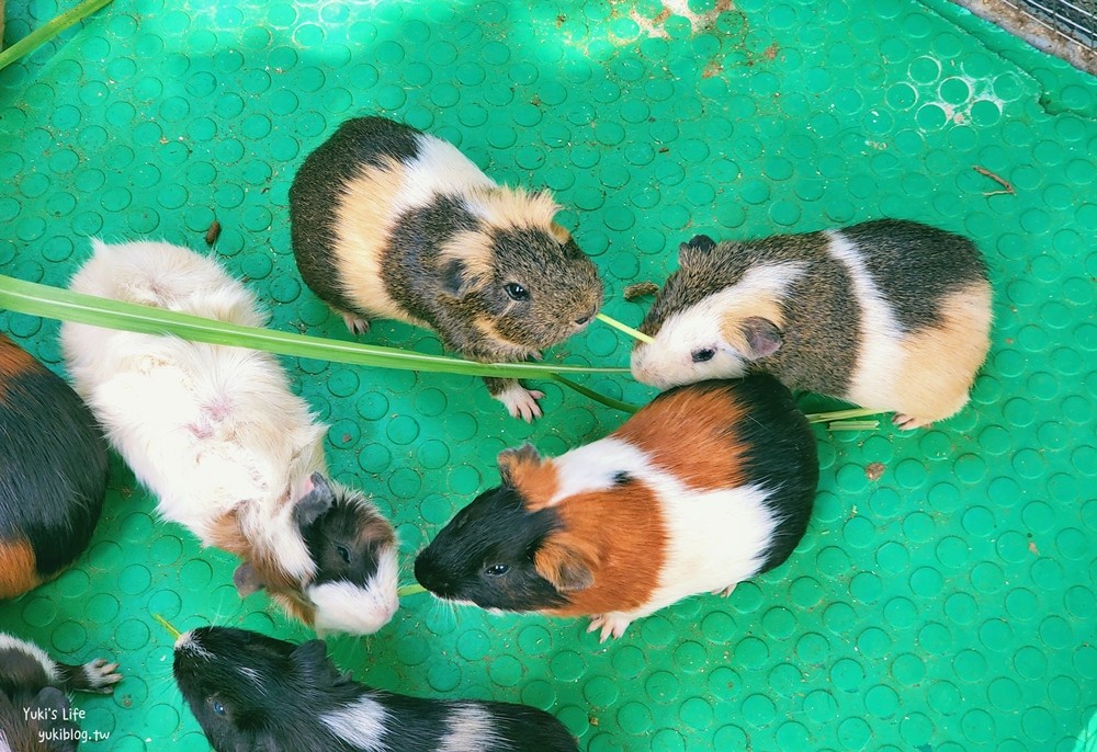 羊世界牧場》假日好去處小型動物園，桃園中壢親子景點 - yuki.tw