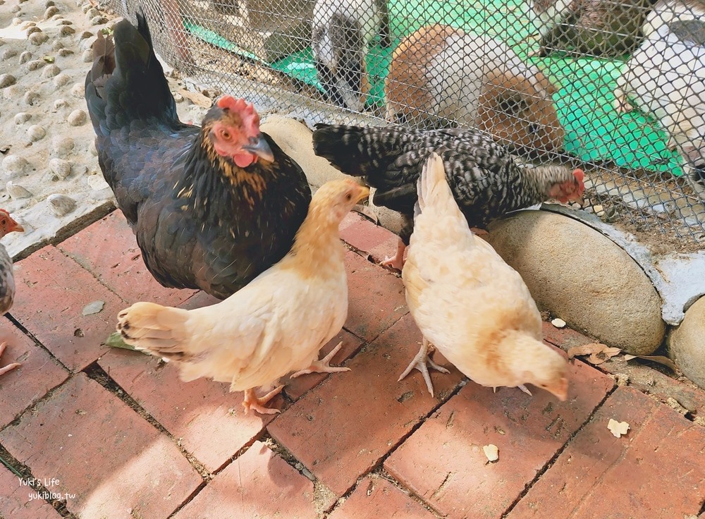 羊世界牧場》假日好去處小型動物園，桃園中壢親子景點 - yuki.tw