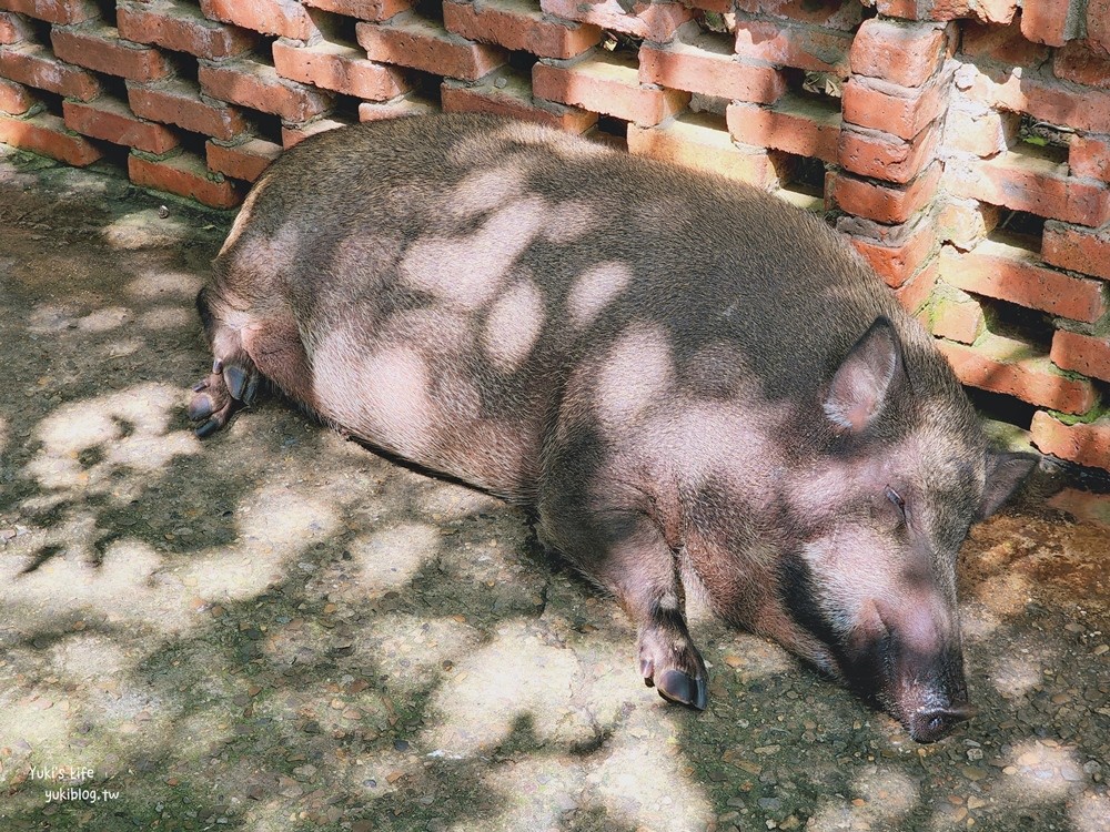 羊世界牧場》假日好去處小型動物園，桃園中壢親子景點 - yuki.tw