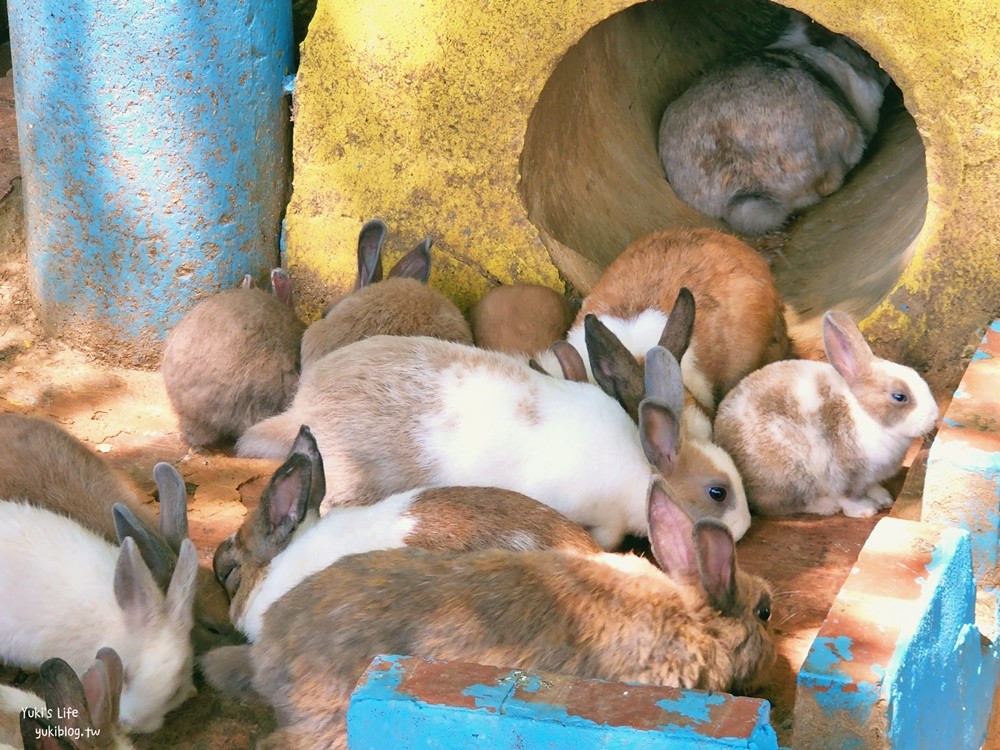 羊世界牧場》假日好去處小型動物園，桃園中壢親子景點 - yuki.tw