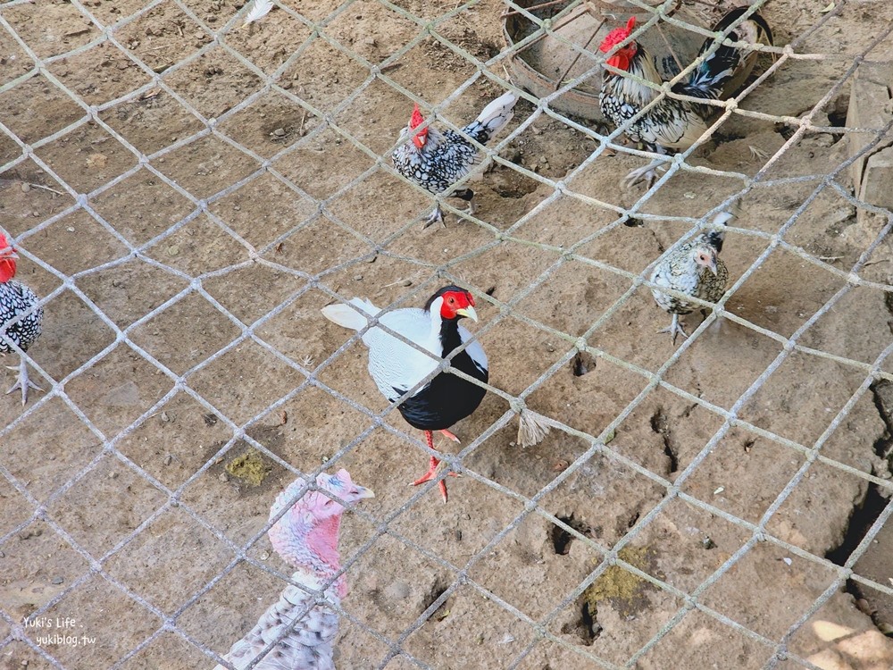 羊世界牧場》假日好去處小型動物園，桃園中壢親子景點 - yuki.tw