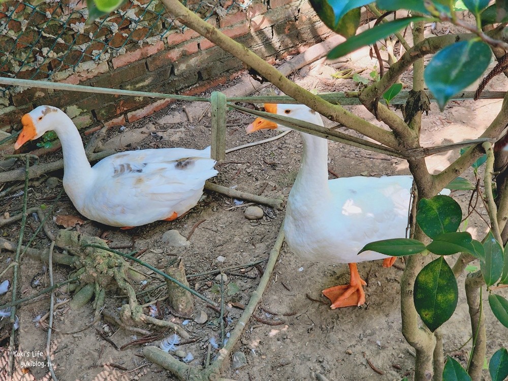 羊世界牧場》假日好去處小型動物園，桃園中壢親子景點 - yuki.tw