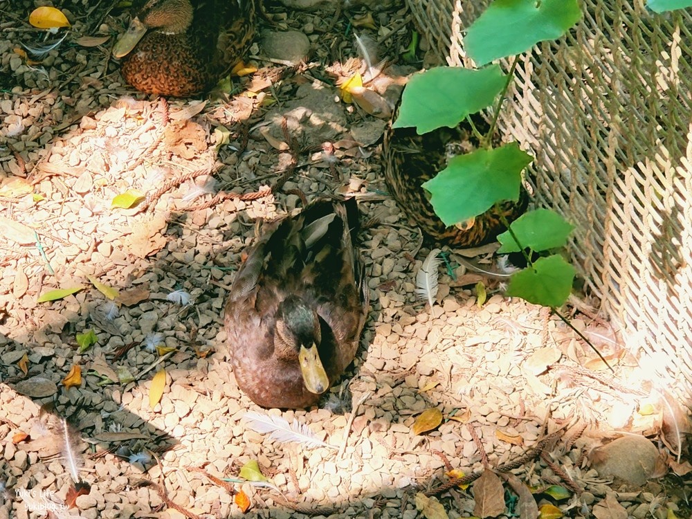 羊世界牧場》假日好去處小型動物園，桃園中壢親子景點 - yuki.tw