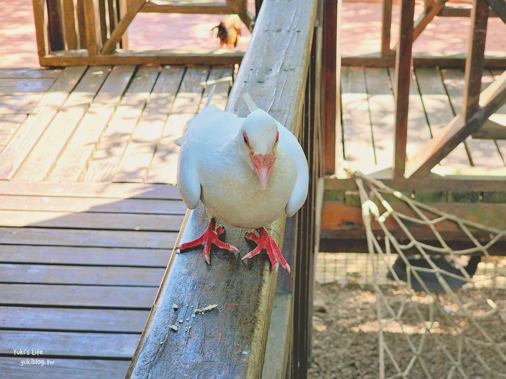 羊世界牧場》假日好去處小型動物園，桃園中壢親子景點 - yuki.tw