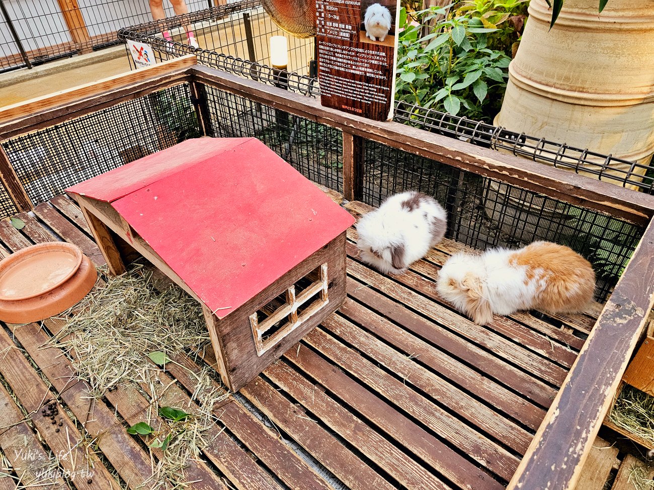 神戶景點》神戶動物王國，超夯親子推薦，室內動物園有水豚君在等你 - yuki.tw