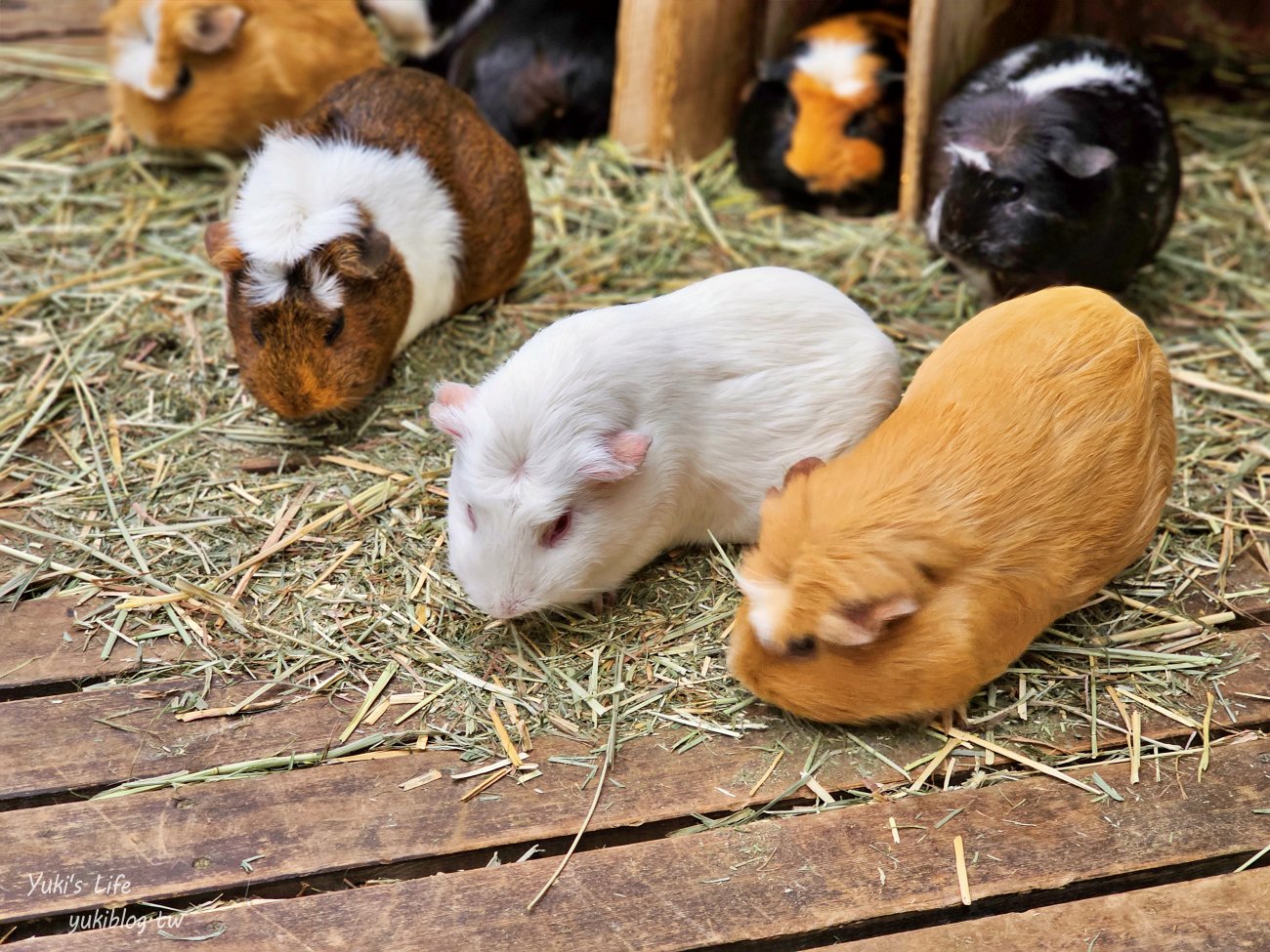 神戶景點》神戶動物王國，超夯親子推薦，室內動物園有水豚君在等你 - yuki.tw