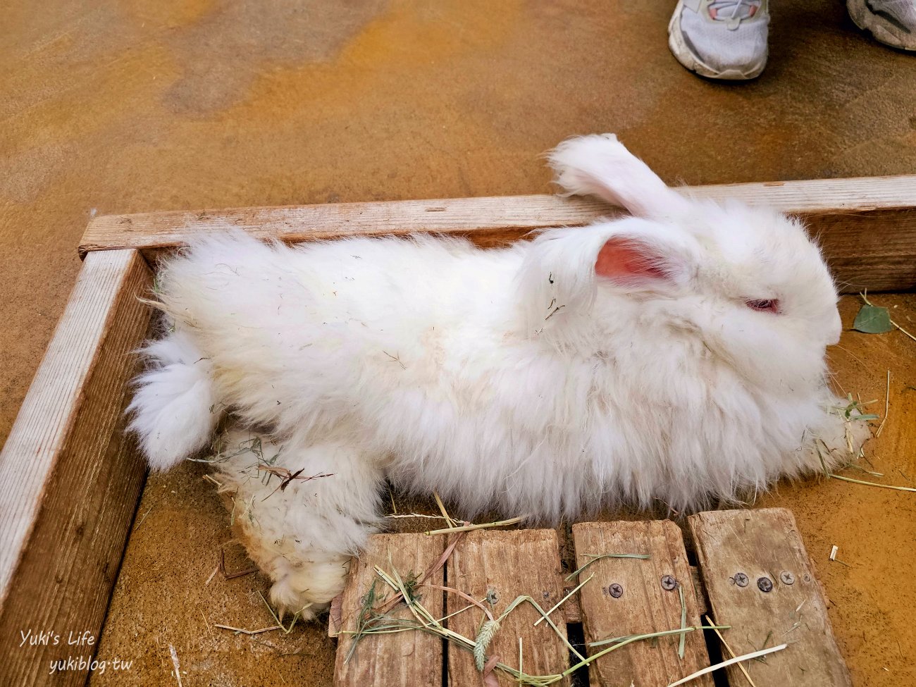 神戶景點》神戶動物王國，超夯親子推薦，室內動物園有水豚君在等你 - yuki.tw