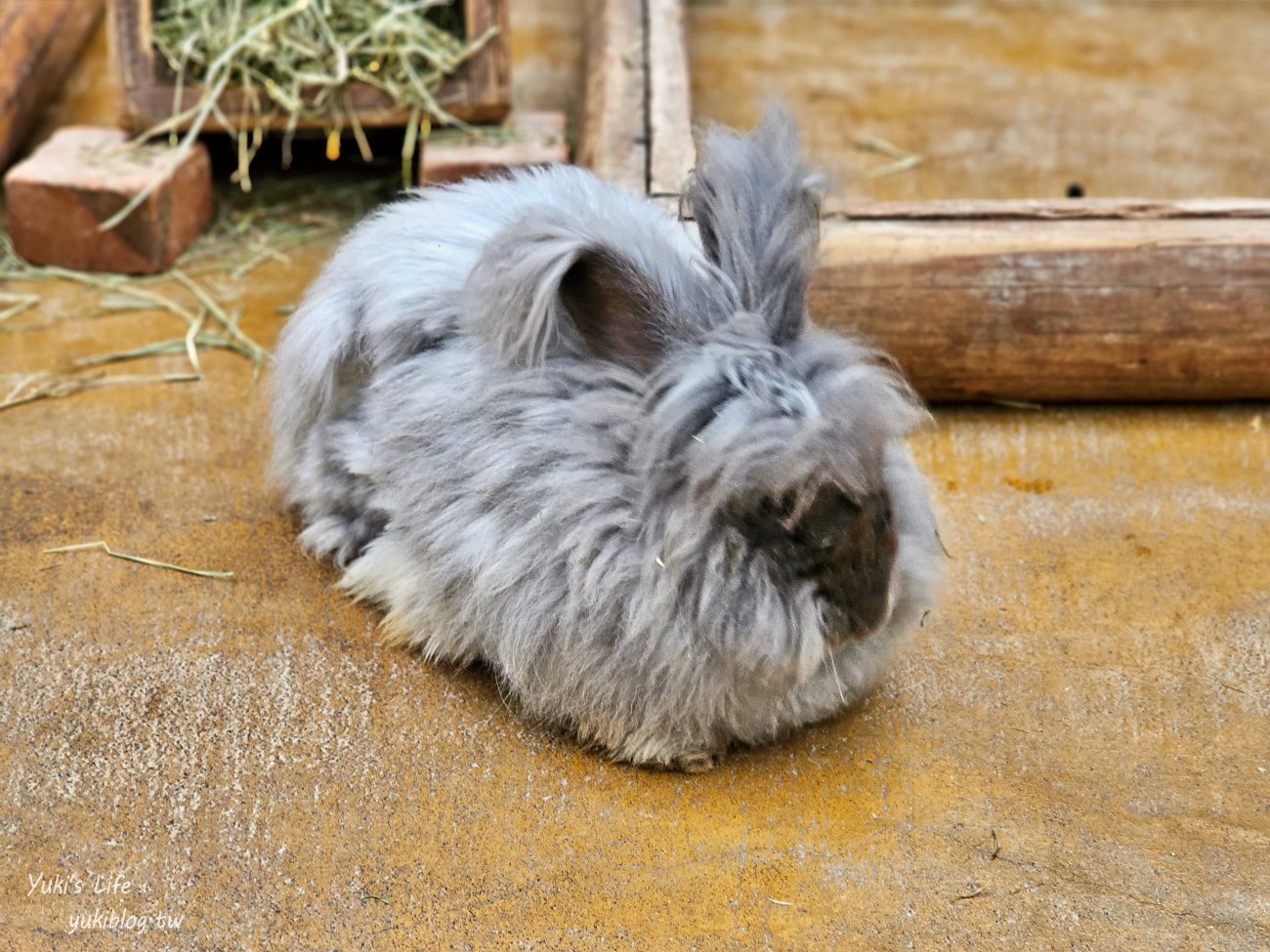 神戶景點》神戶動物王國，超夯親子推薦，室內動物園有水豚君在等你 - yuki.tw