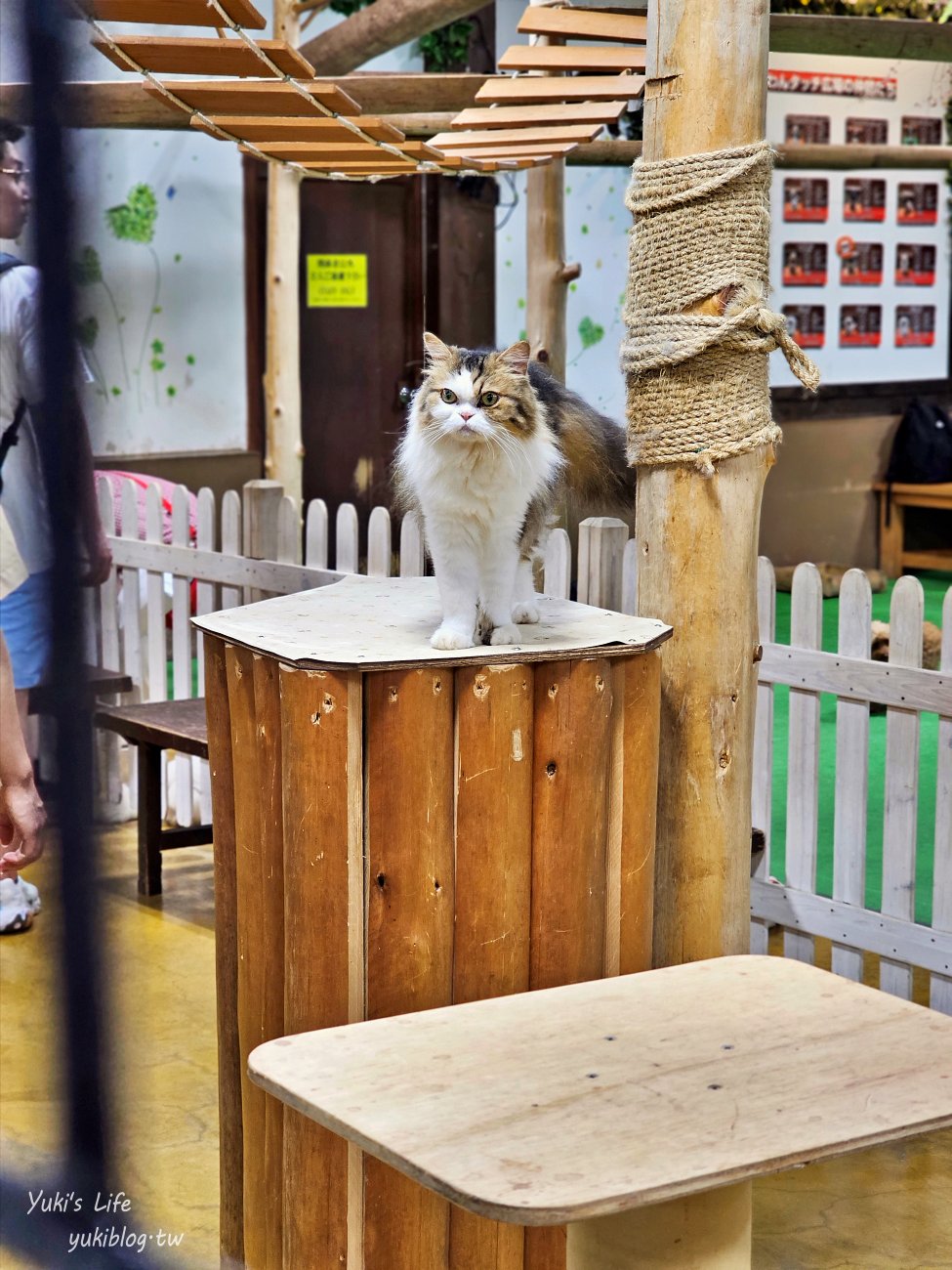 神戶景點》神戶動物王國，超夯親子推薦，室內動物園有水豚君在等你 - yuki.tw