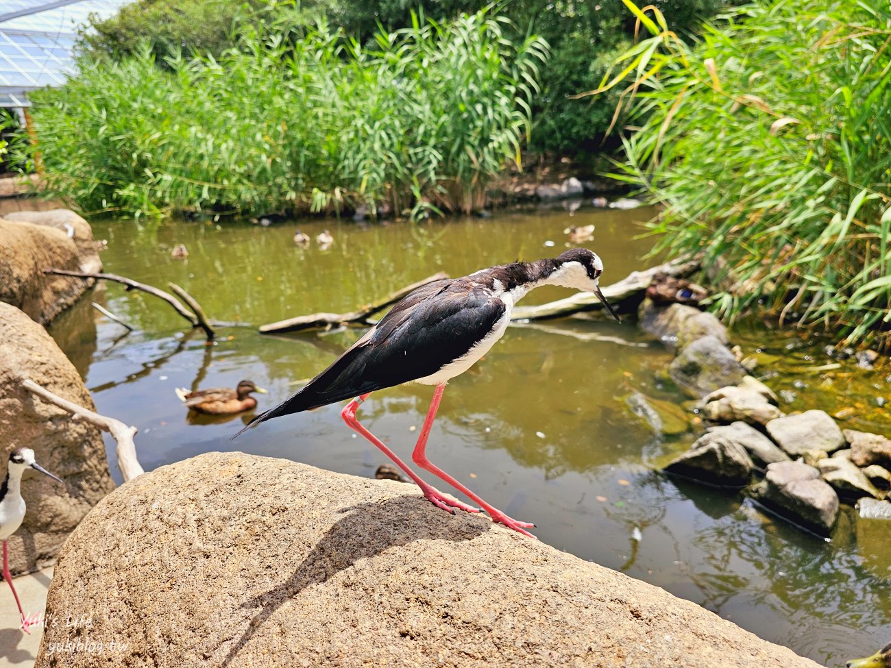 神戶景點》神戶動物王國，超夯親子推薦，室內動物園有水豚君在等你 - yuki.tw