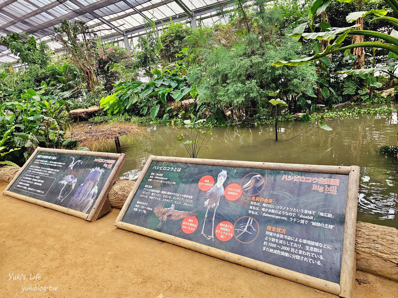 神戶景點》神戶動物王國，超夯親子推薦，室內動物園有水豚君在等你 - yuki.tw