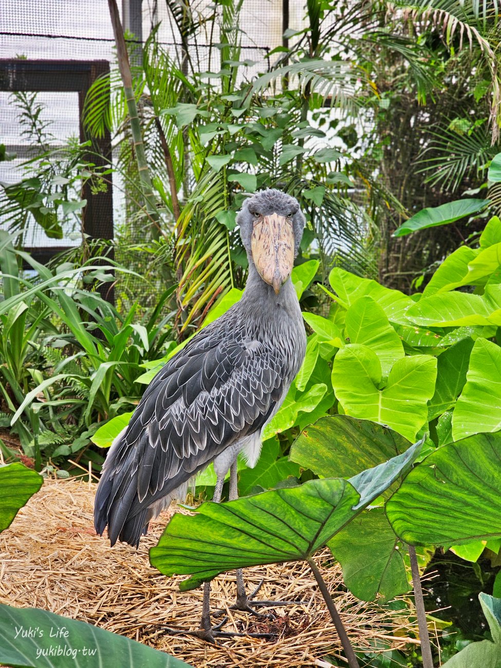 神戶景點》神戶動物王國，超夯親子推薦，室內動物園有水豚君在等你 - yuki.tw