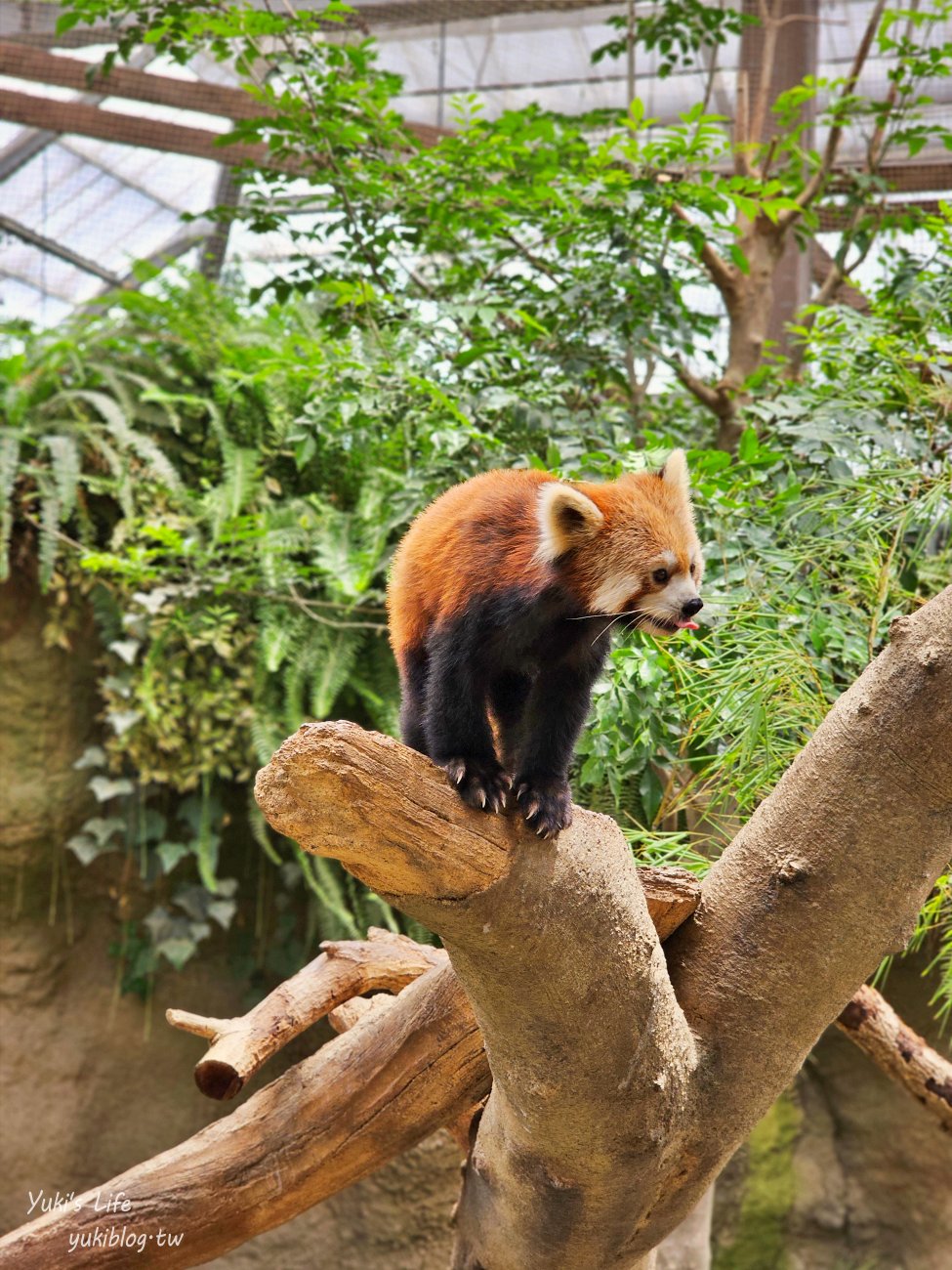 神戶景點》神戶動物王國，超夯親子推薦，室內動物園有水豚君在等你 - yuki.tw