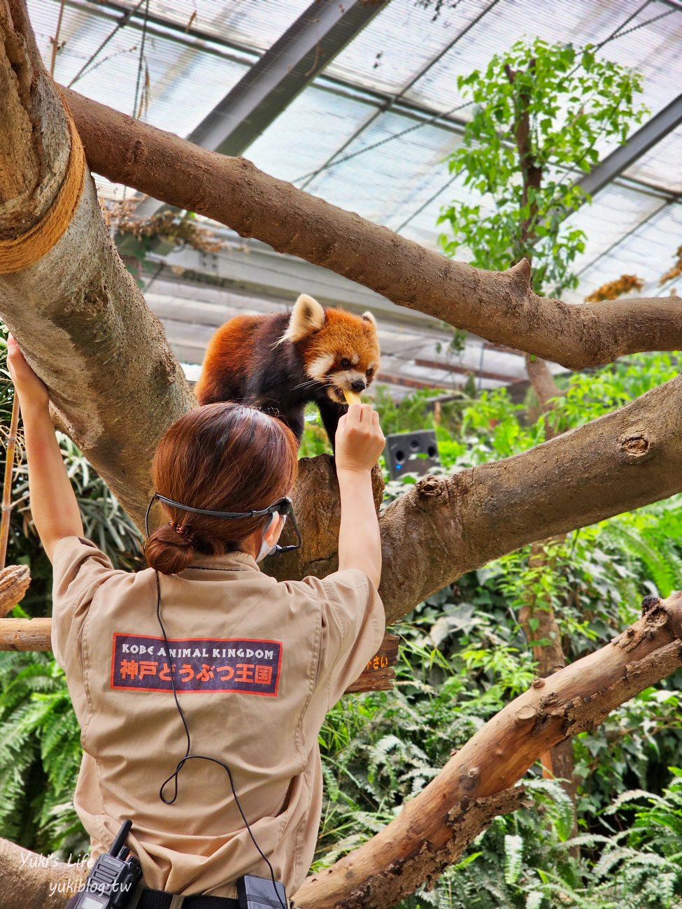 神戶景點》神戶動物王國，超夯親子推薦，室內動物園有水豚君在等你 - yuki.tw