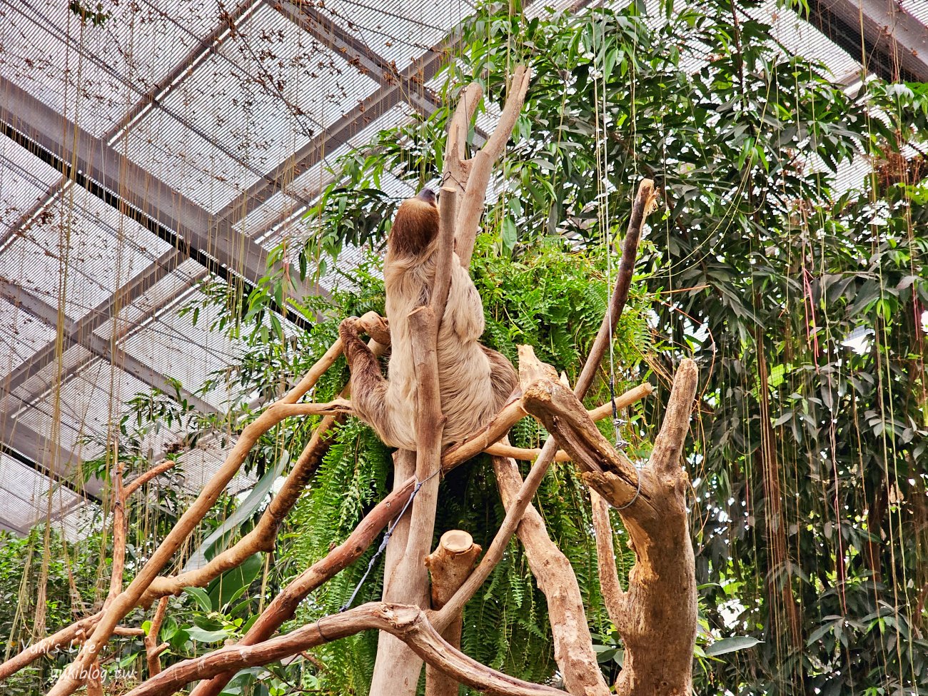 神戶景點》神戶動物王國，超夯親子推薦，室內動物園有水豚君在等你 - yuki.tw