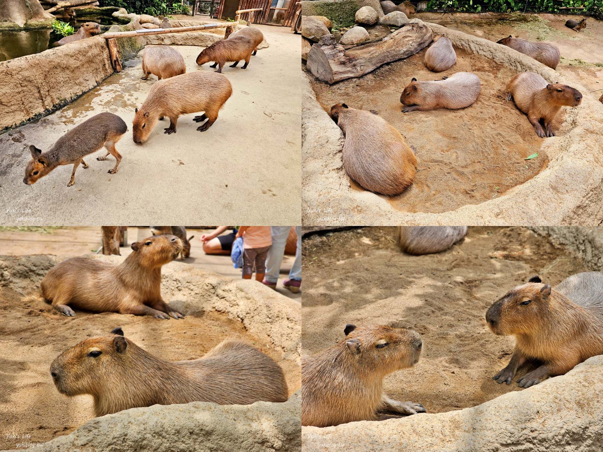 神戶景點》神戶動物王國，超夯親子推薦，室內動物園有水豚君在等你 - yuki.tw