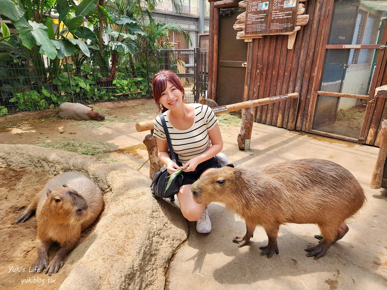 神戶景點》神戶動物王國，超夯親子推薦，室內動物園有水豚君在等你 - yuki.tw