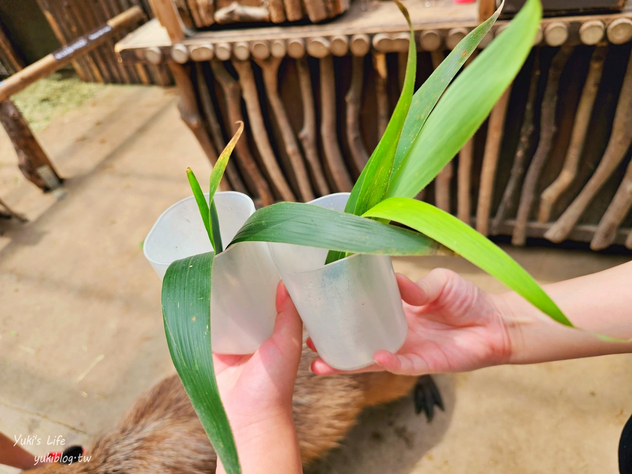 神戶景點》神戶動物王國，超夯親子推薦，室內動物園有水豚君在等你 - yuki.tw