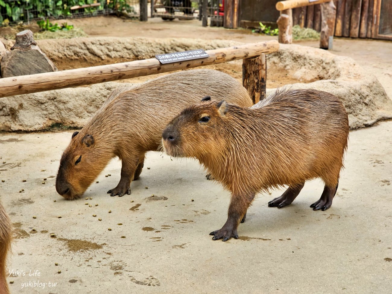 神戶景點》神戶動物王國，超夯親子推薦，室內動物園有水豚君在等你 - yuki.tw