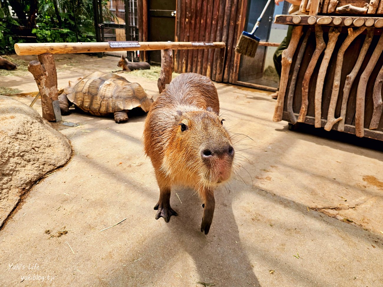 神戶景點》神戶動物王國，超夯親子推薦，室內動物園有水豚君在等你 - yuki.tw