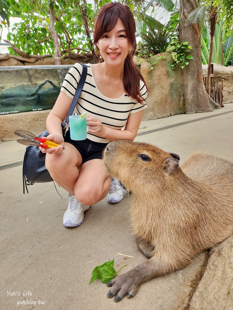 神戶景點》神戶動物王國，超夯親子推薦，室內動物園有水豚君在等你 - yuki.tw