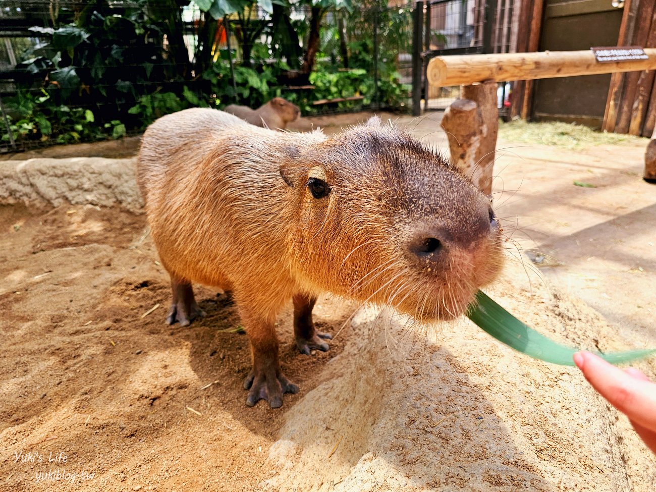 神戶景點》神戶動物王國，超夯親子推薦，室內動物園有水豚君在等你 - yuki.tw