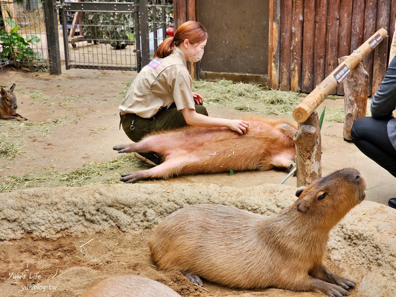 神戶景點》神戶動物王國，超夯親子推薦，室內動物園有水豚君在等你 - yuki.tw