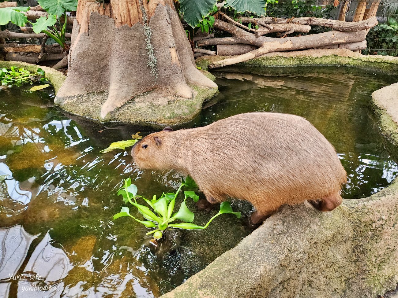 神戶景點》神戶動物王國，超夯親子推薦，室內動物園有水豚君在等你 - yuki.tw