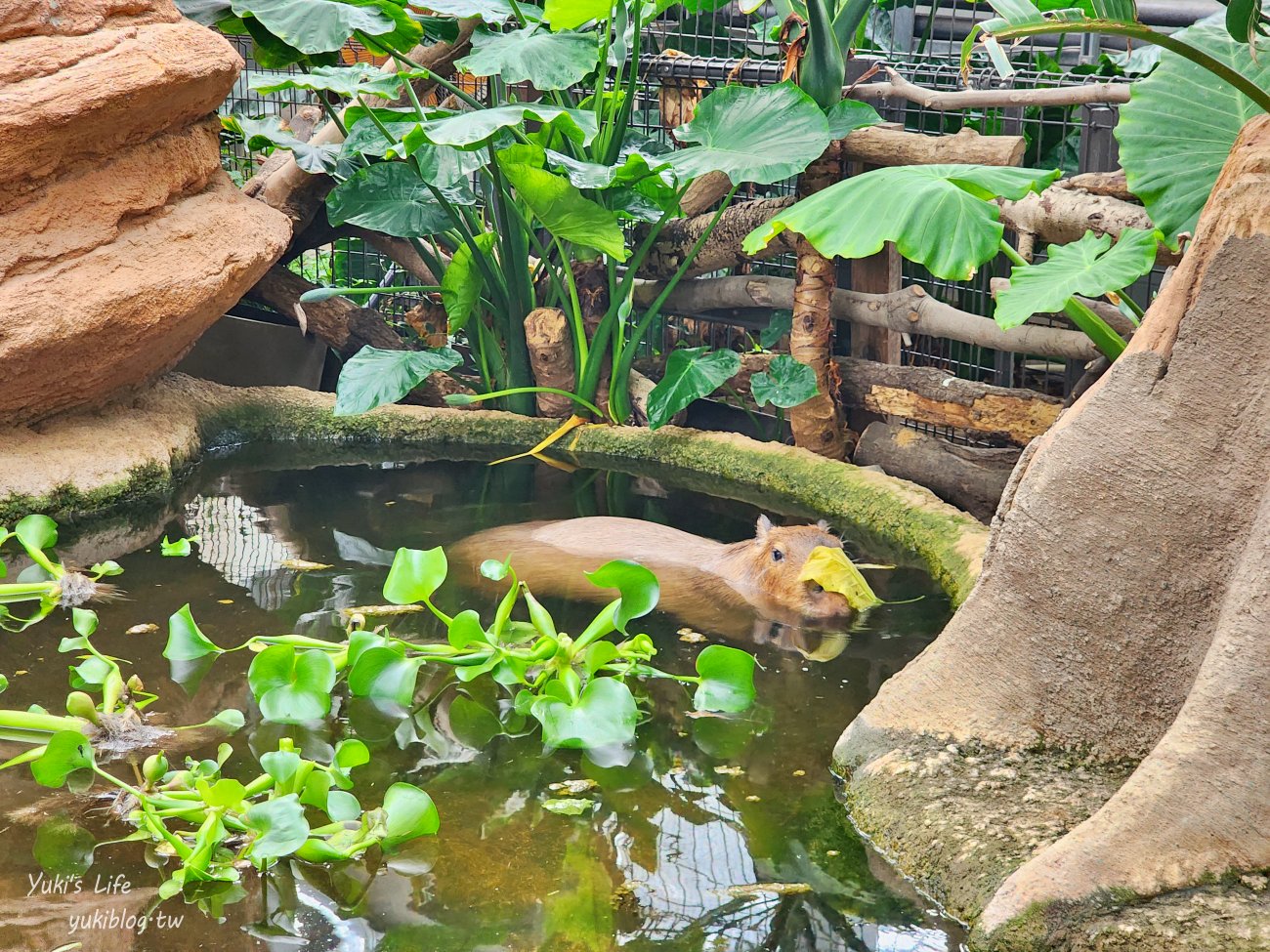 神戶景點》神戶動物王國，超夯親子推薦，室內動物園有水豚君在等你 - yuki.tw