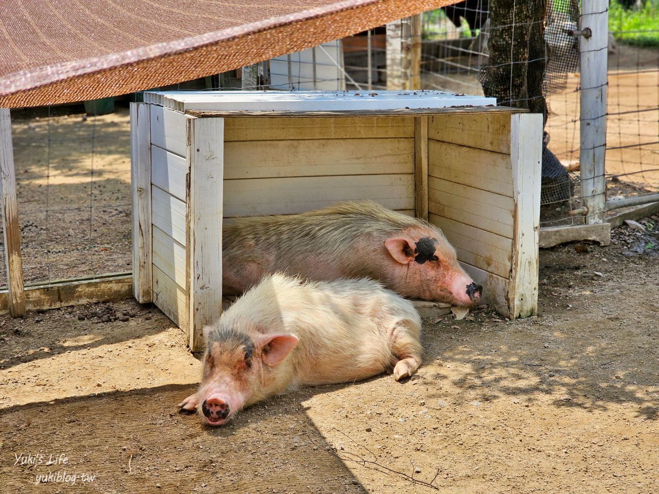 神戶景點》神戶動物王國，超夯親子推薦，室內動物園有水豚君在等你 - yuki.tw