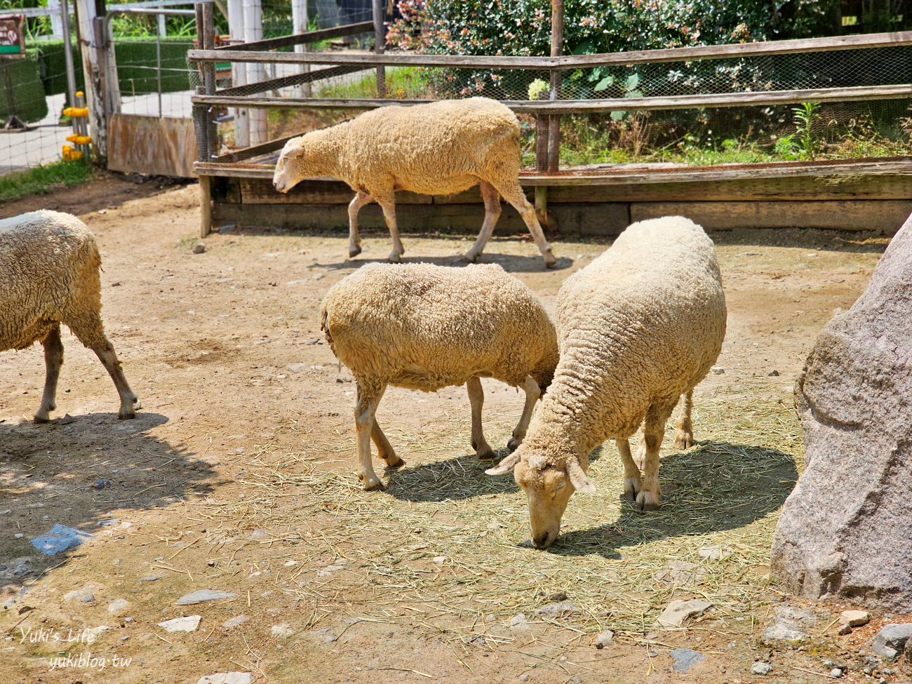 神戶景點》神戶動物王國，超夯親子推薦，室內動物園有水豚君在等你 - yuki.tw