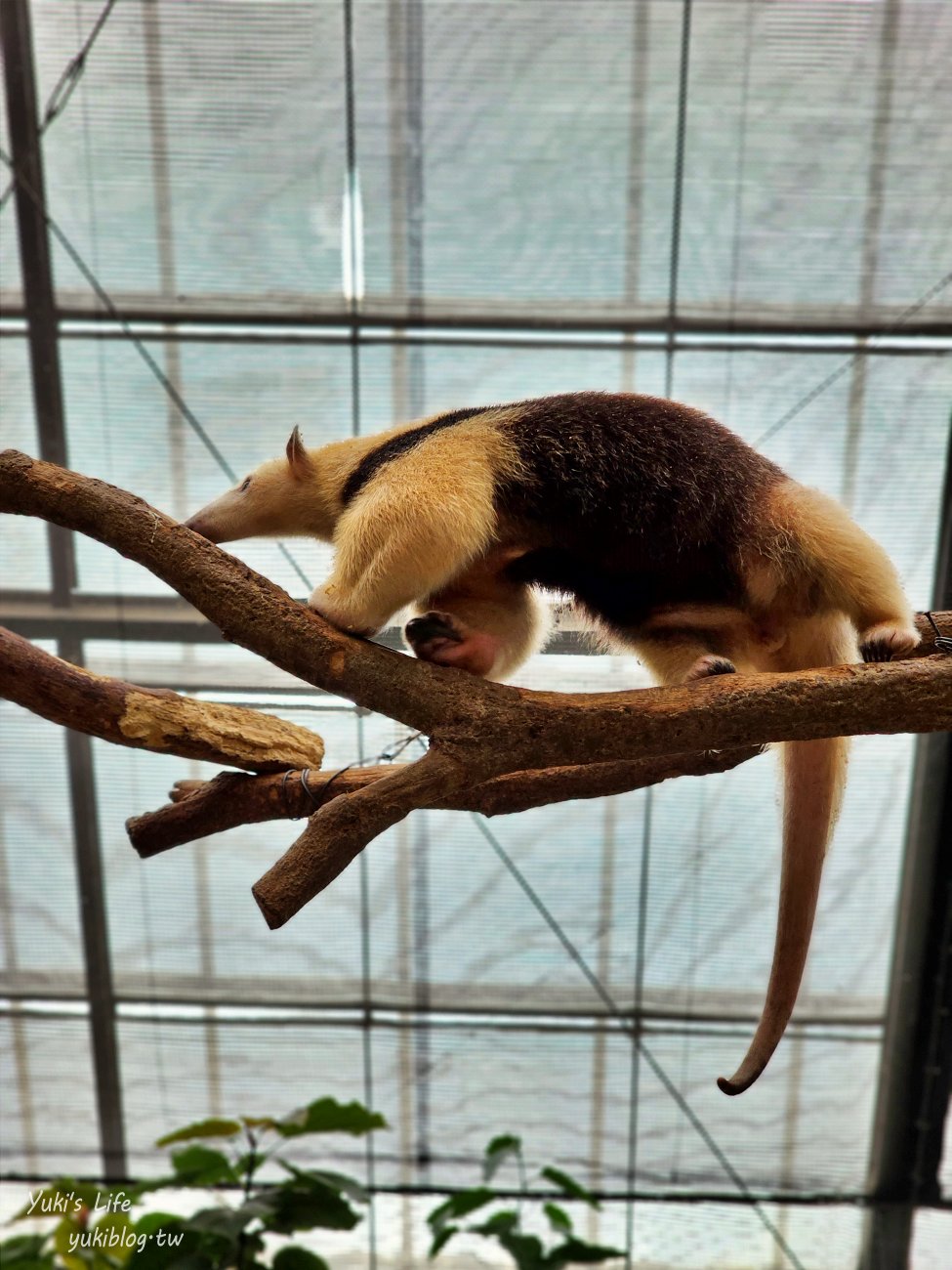 神戶景點》神戶動物王國，超夯親子推薦，室內動物園有水豚君在等你 - yuki.tw