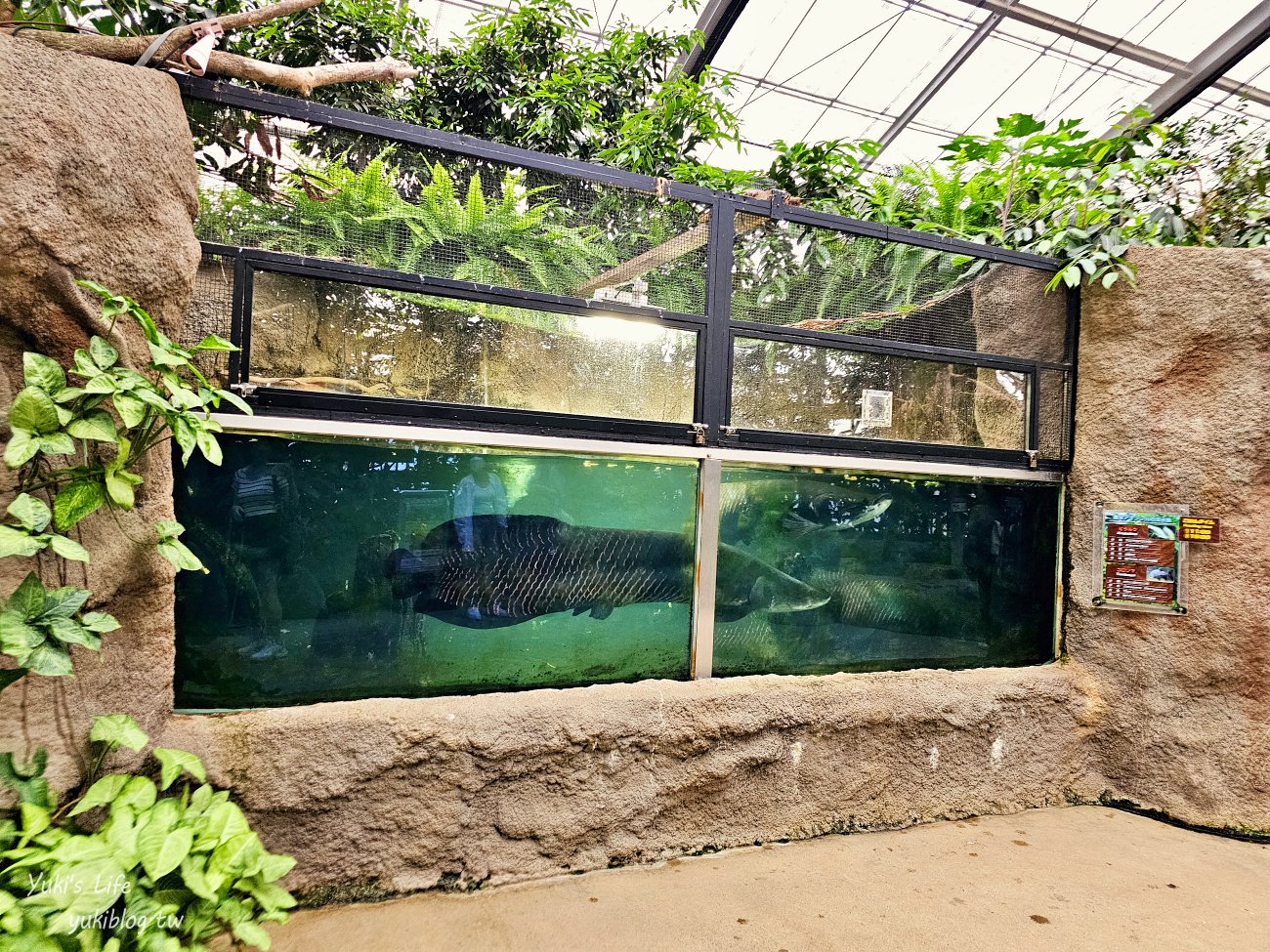 神戶景點》神戶動物王國，超夯親子推薦，室內動物園有水豚君在等你 - yuki.tw