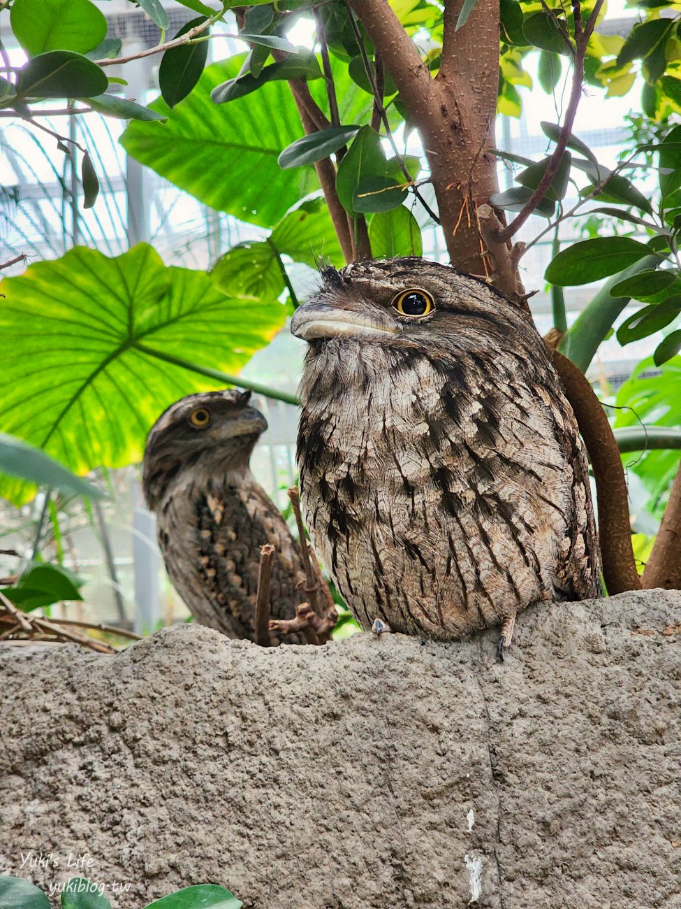 神戶景點》神戶動物王國，超夯親子推薦，室內動物園有水豚君在等你 - yuki.tw