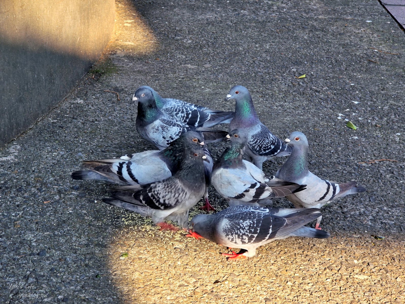 20260128161002_0_419778 桃園景點》大溪蓮座觀音寺，登上百步雲梯的世外桃源，餵魚看長壽龜休閒好去處（停車場）