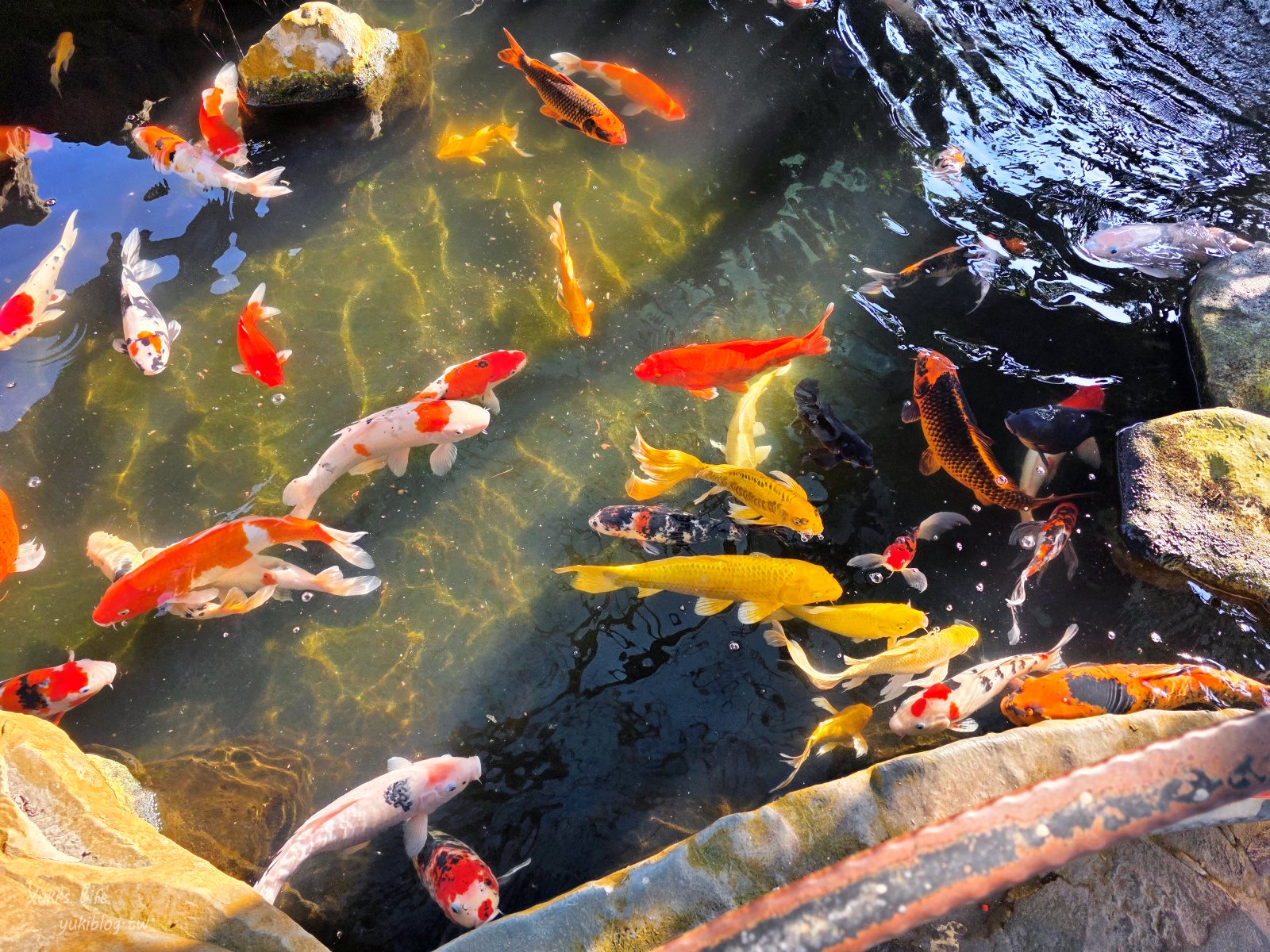 20260128161651_0_3158a5 桃園景點》大溪蓮座觀音寺，登上百步雲梯的世外桃源，餵魚看長壽龜休閒好去處（停車場）