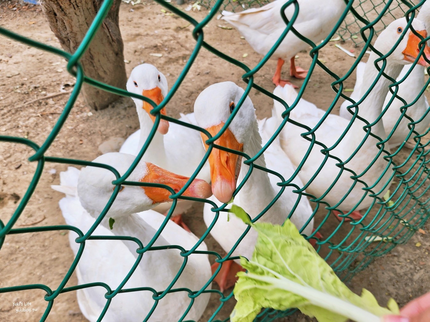 鵝媽媽鵝童樂園，雲林免門票鵝主題園區！用餐玩沙餵鵝假日好去處～ - yuki.tw