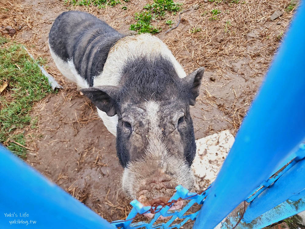 雲林古坑景觀餐廳|56號藍色公路咖啡|有小動物適合親子,藍白色地中海風很好拍 - yuki.tw