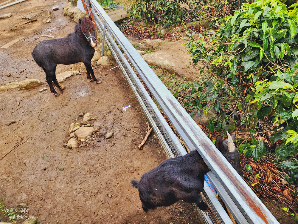 雲林古坑景觀餐廳|56號藍色公路咖啡|有小動物適合親子,藍白色地中海風很好拍 - yuki.tw