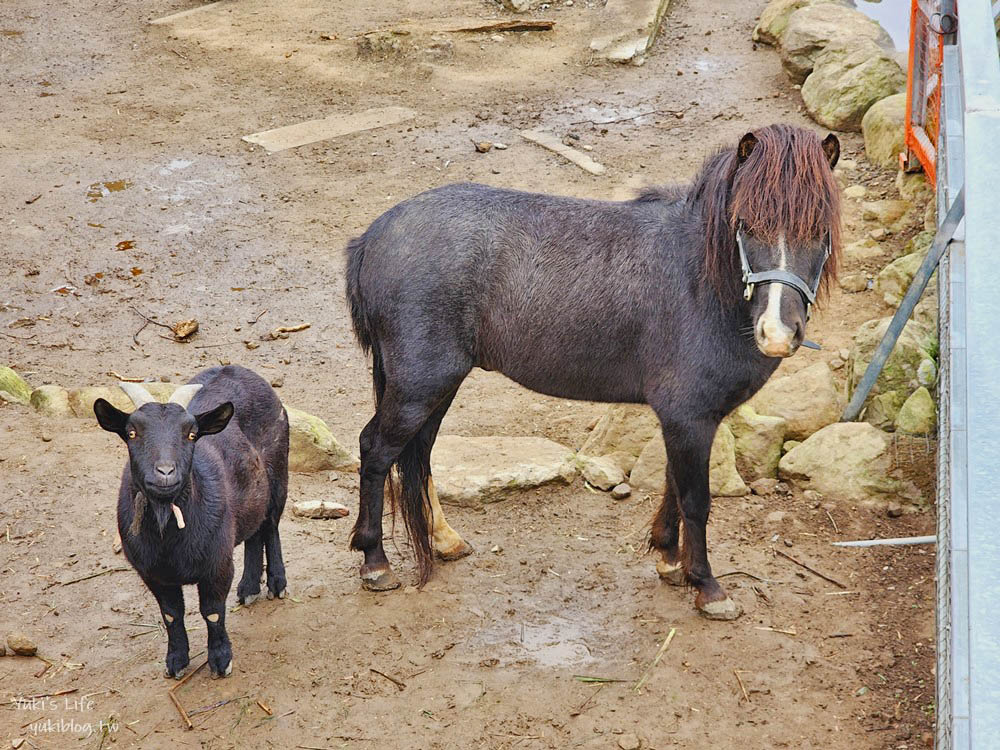 雲林古坑景觀餐廳|56號藍色公路咖啡|有小動物適合親子,藍白色地中海風很好拍 - yuki.tw