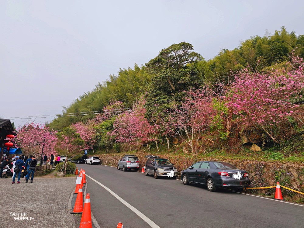 嘉義阿里山櫻花|櫻之道步道|石棹步道群~賞昭和櫻景點推薦 - yuki.tw