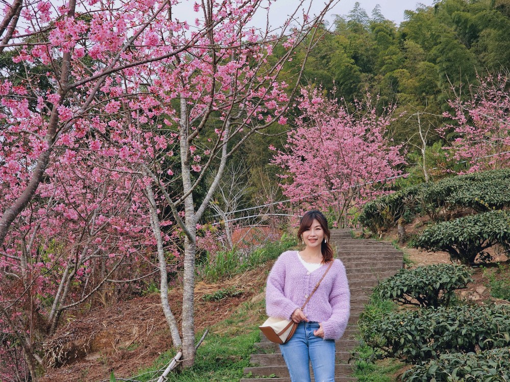 嘉義阿里山櫻花|櫻之道步道|石棹步道群~賞昭和櫻景點推薦 - yuki.tw